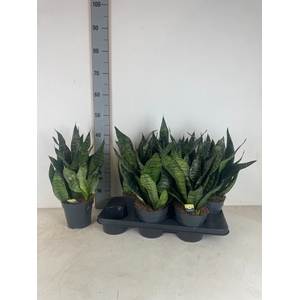 Sansevieria trifasciata Robusta 15Ø 50cm