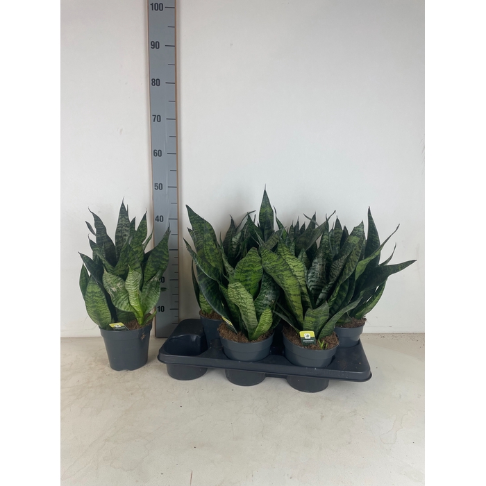 <h4>Sansevieria trifasciata Robusta 15Ø 50cm</h4>