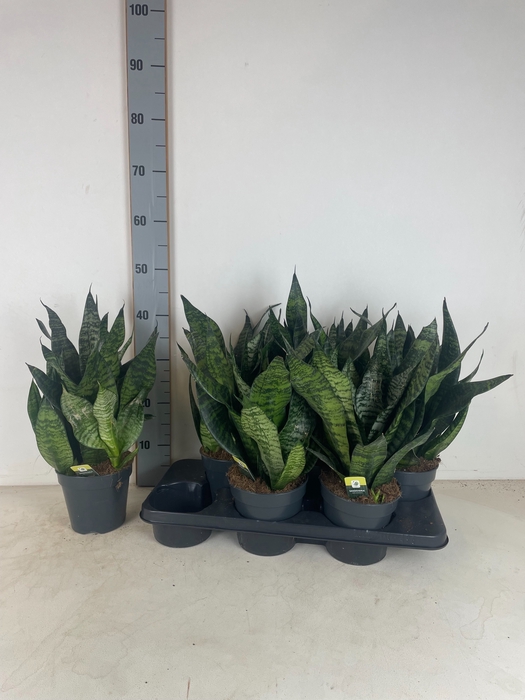 Sansevieria trifasciata Robusta 15Ø 50cm