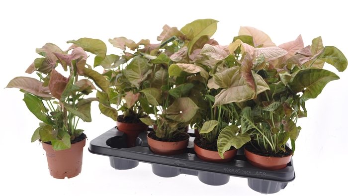 <h4>SYNG PODOPHYLLUM</h4>