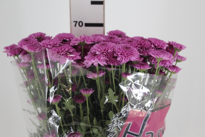 <h4>CRISANTEMO SANTINI ORIZABA 070 CM</h4>