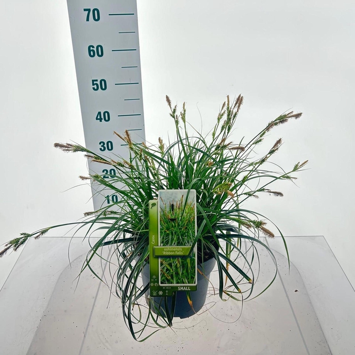 <h4>Carex Ribbon Falls</h4>