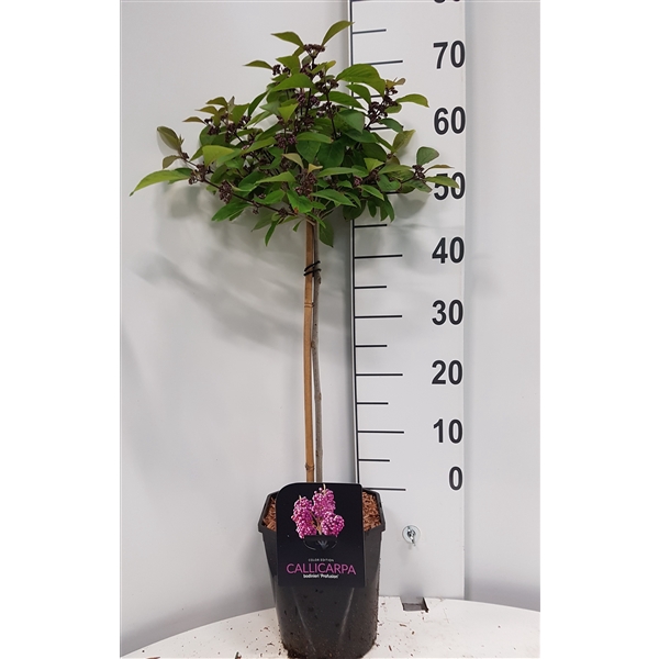 <h4>Callicarpa bodinieri 'Profusion'</h4>