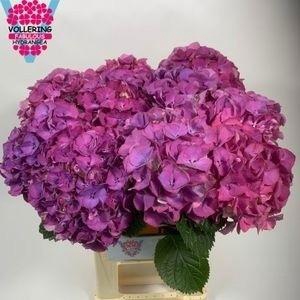 <h4>HYDR M SIBILLA PA</h4>