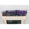 Aster Baby Parade