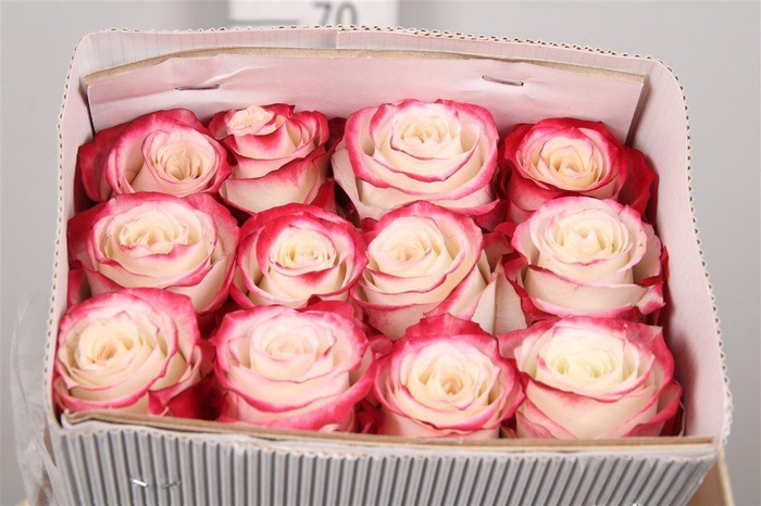 <h4>R Gr Sweetness Ec</h4>