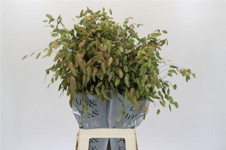 <h4>Chasmanthium Latifol</h4>