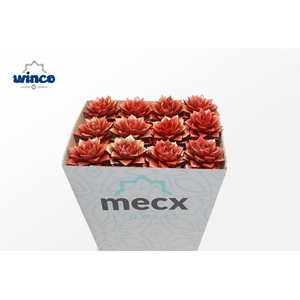 Echeveria Purpurea Sparkling Paint Red (mecx) Mecx