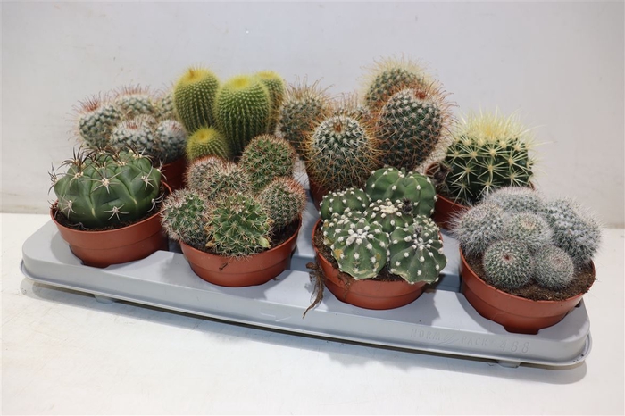 arr8 Cactus Gem