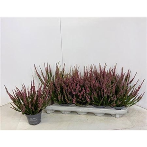 Callu Cal Nova Karot