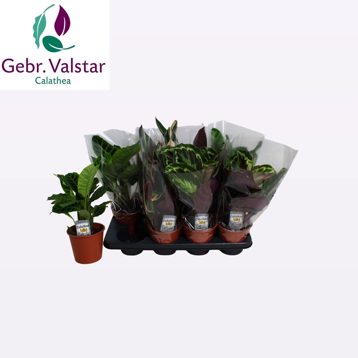 <h4>CALAT GEM 3 SRT</h4>