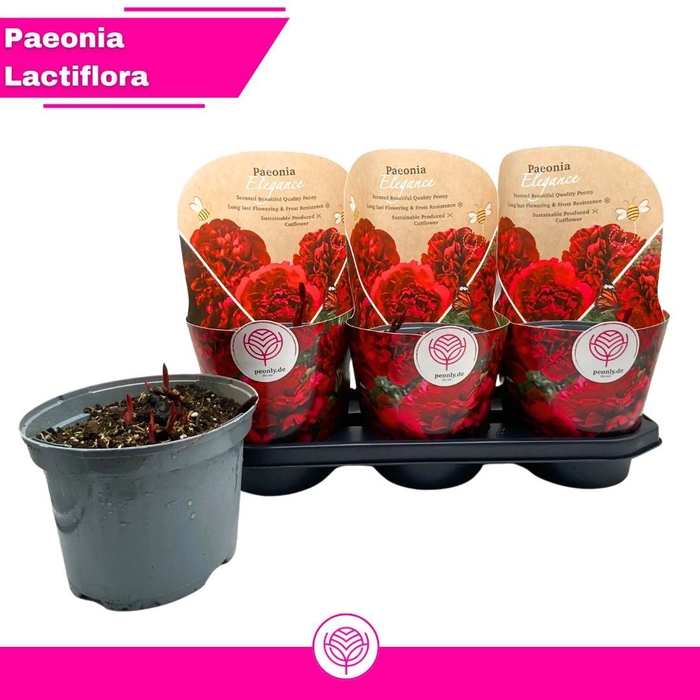 <h4>PAEONIA OV</h4>