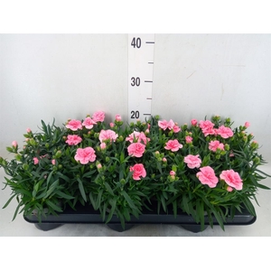 Dianthus  'Oscar Pink'