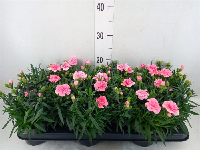 <h4>Dianthus 'Oscar Pink'</h4>