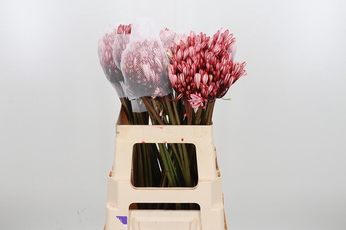 Agapanthus Kl Bh Rood