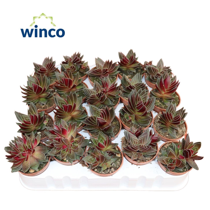 <h4>Crassula Capitella Rubra</h4>