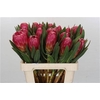 Protea Brenda
