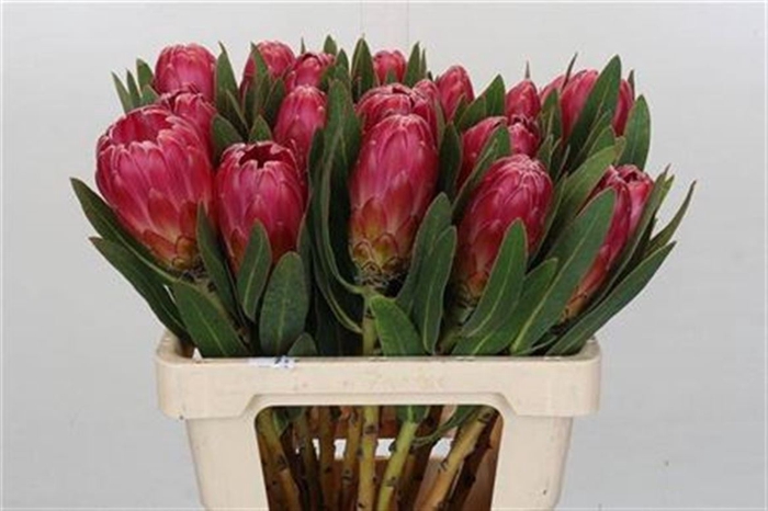 <h4>Protea Brenda</h4>