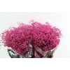 Gyps Grof Fuchsia (dip)