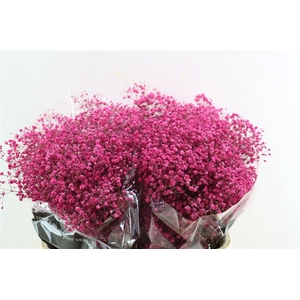 Gyps Grof Fuchsia (dip)