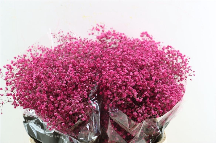 <h4>Gyps Grof Fuchsia (dip)</h4>