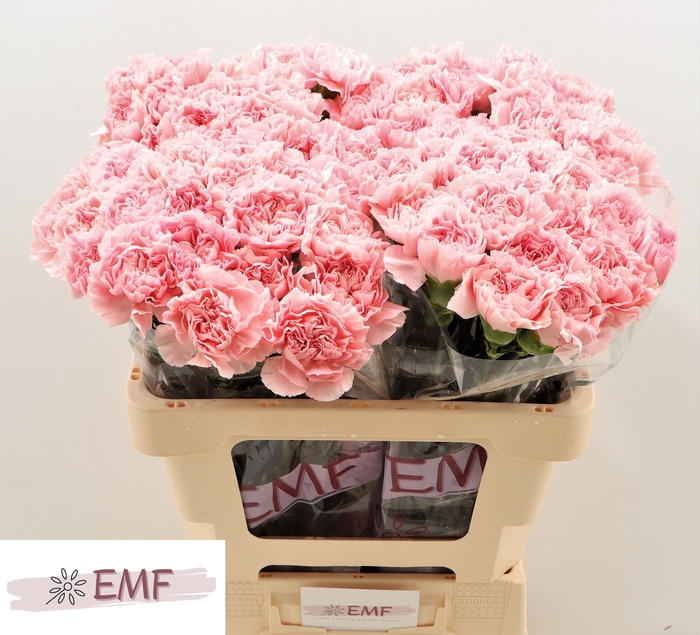 <h4>DI ST PINK MONTEZUMA</h4>