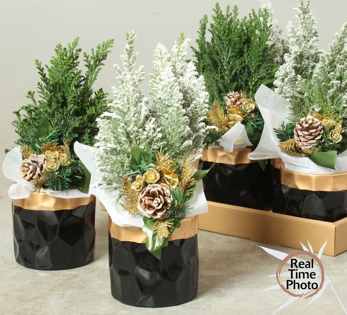 <h4>CHAM L ELLWOODII</h4>