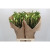 Freesia One XXL White
