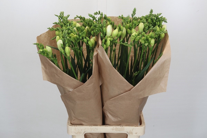 Freesia One XXL White