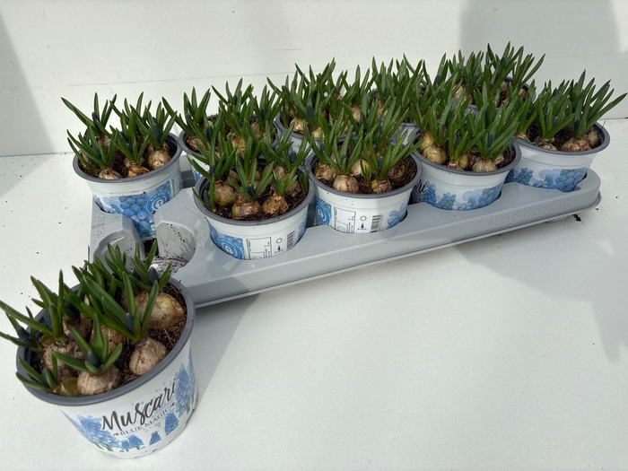 <h4>MUSCAR BLUE MAGIC</h4>