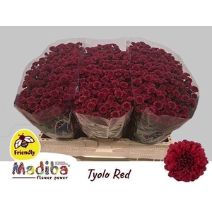 CHR SAN MADIBA RED TYOLO
