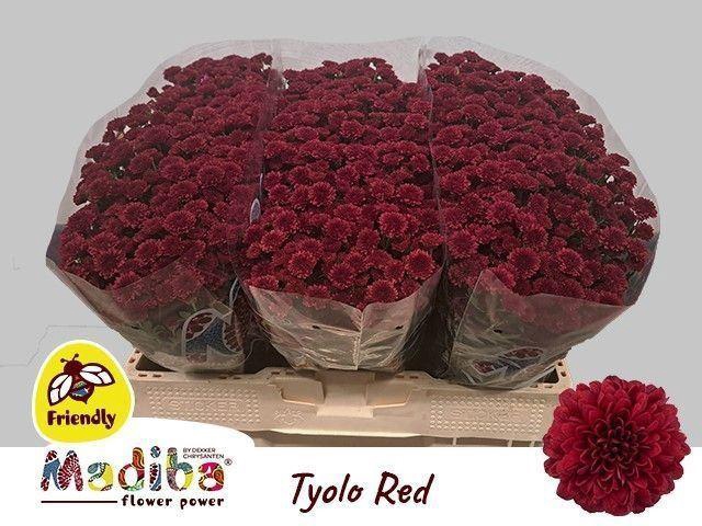 <h4>CHR SAN MADIBA RED TYOLO</h4>