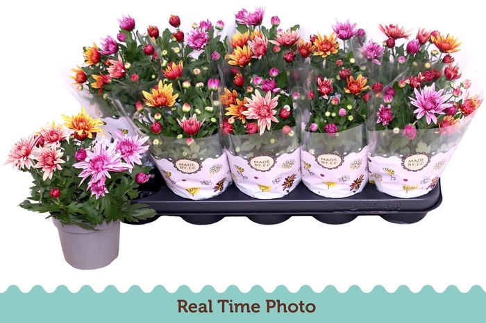 <h4>CHRYS GEM IN POT</h4>