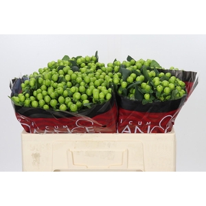 Hypericum Lucky Romance