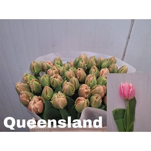 Tu Fr Queensland