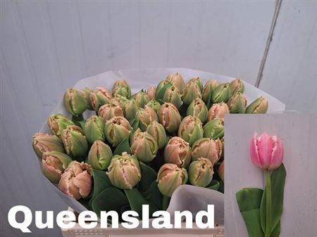 <h4>Tu Fr Queensland</h4>