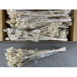 DF Dipsacus Bleach Bs 90gr