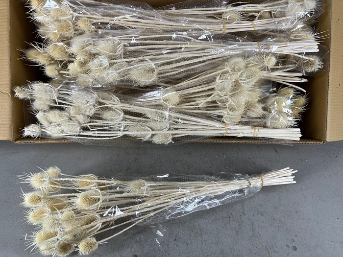 DF Dipsacus Bleach Bs 90gr