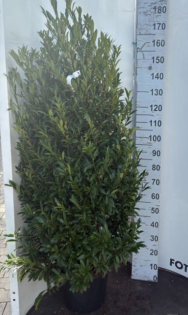 <h4>Prunus lauroc.</h4>