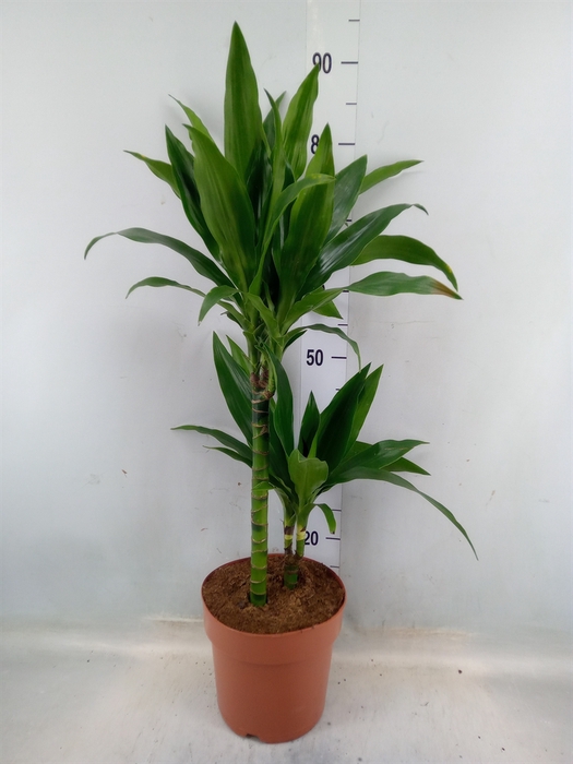 <h4>Dracaena frag. 'Janet Craig'</h4>