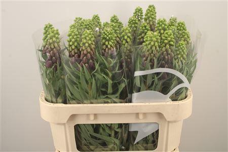 <h4>Frit Persica Black</h4>