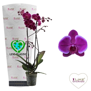 Phalaenopsis Starsailor - 2 tak 80cm (Less Plastic)