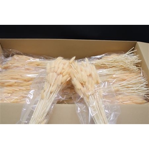 Lagurus Light Salmon X30