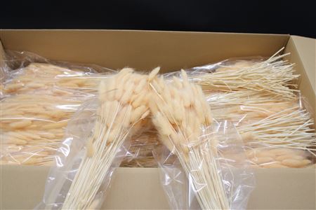 <h4>Lagurus Light Salmon X30</h4>