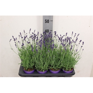 Lavandula angustifolia 'Essence Purple'
