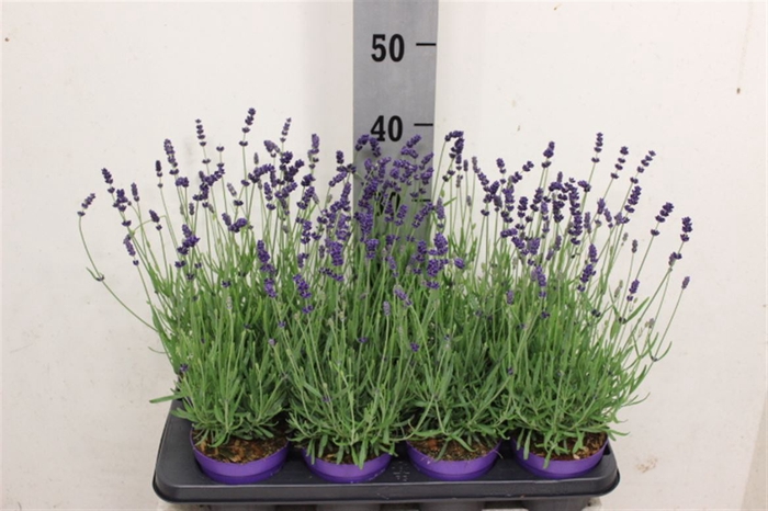 <h4>Lavandula angustifolia 'Essence Purple'</h4>