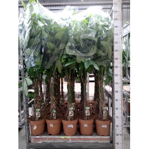 Pachira aquatica