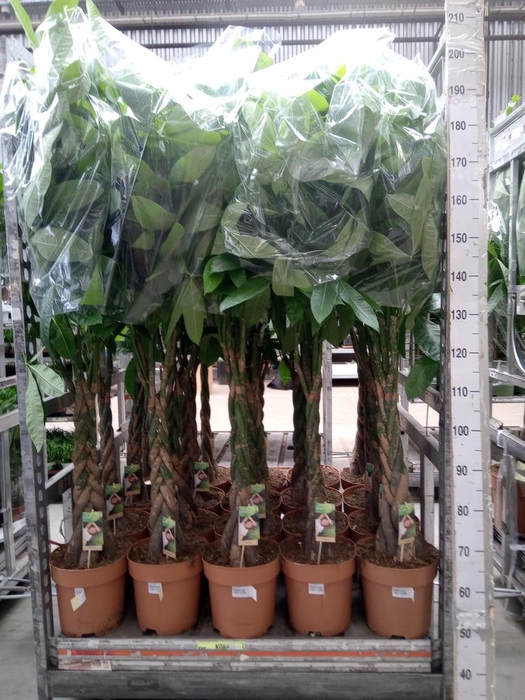 <h4>Pachira aquatica</h4>