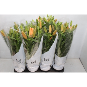 LIRIO P15 LARANJA