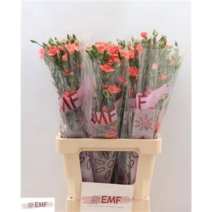 Di Tr Orange Amelie